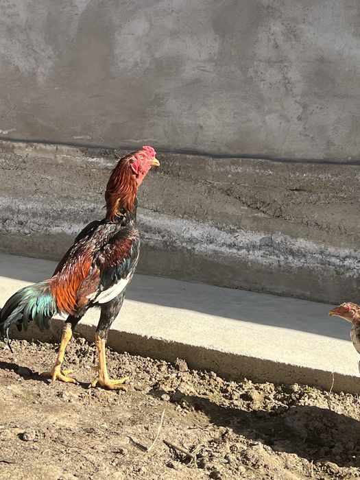 Dakan xoroz hammasi 600 min