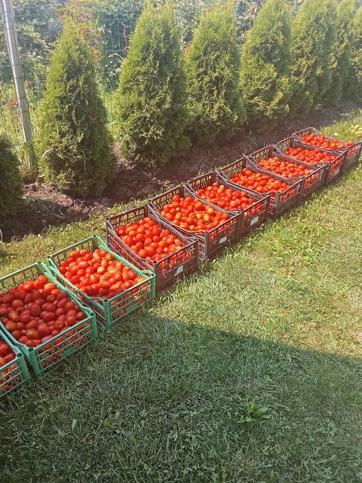 Vind roșii  și gogonele ideale  pentru bulion și pentru murat