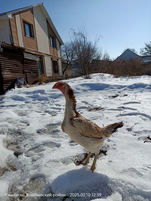 Даканка микс 10 месяцев