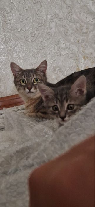 Кошка бесплатно