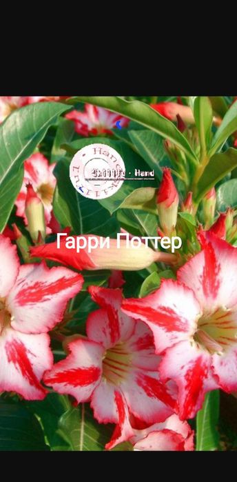 Семена сортового адениума