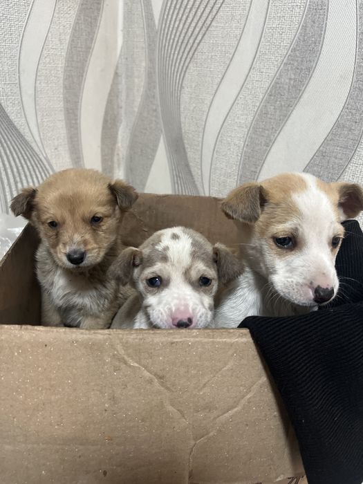 ЩЕНКИИИ!!! Нашли на улице