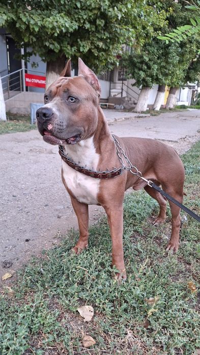 Амстафф ищет невесту.