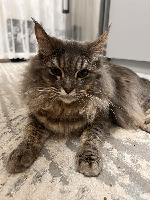 Продается кот (1 год)