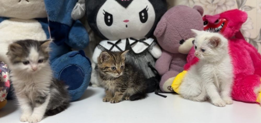 Отдам котят в добрые руки