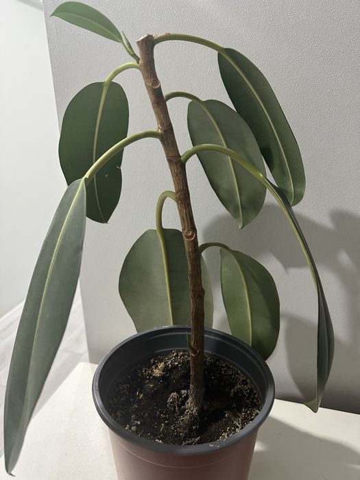 фикус, в подарок отросток толстянки