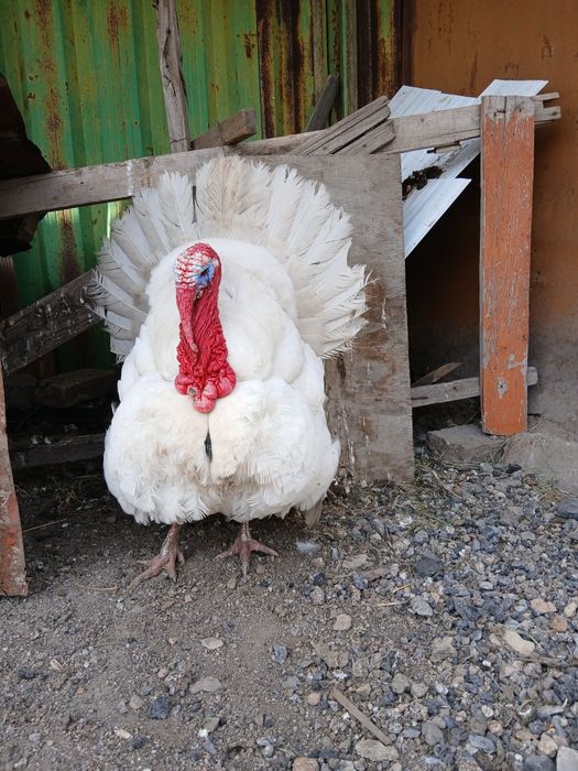 Продаю Индюк Белый