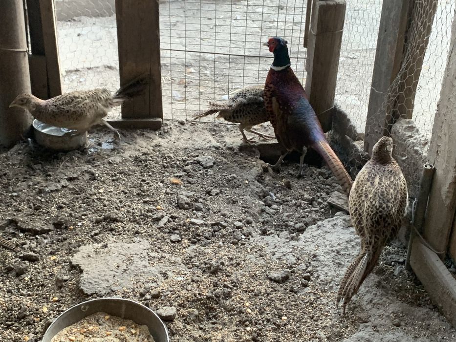 Fazani si Gaini Pitice