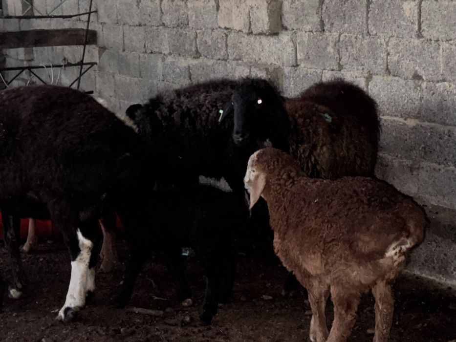 Husori qoylar sotiladi