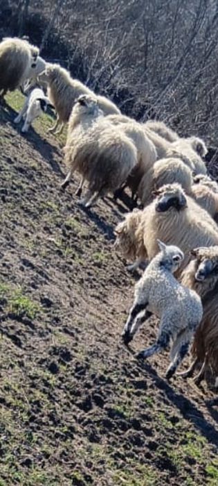 Vand oi de rasa pentru prasila sau taiat
