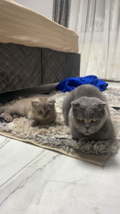 scottish fold baiat