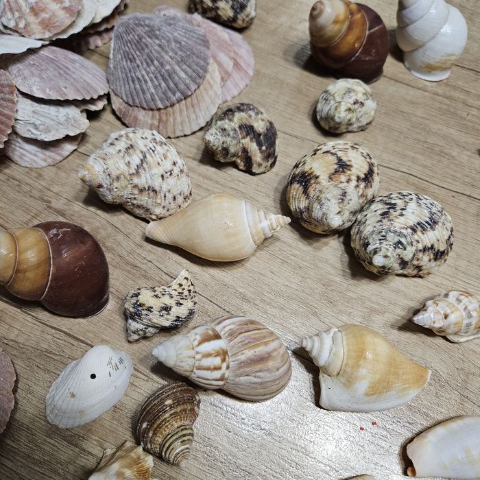 Ракушки морские набор