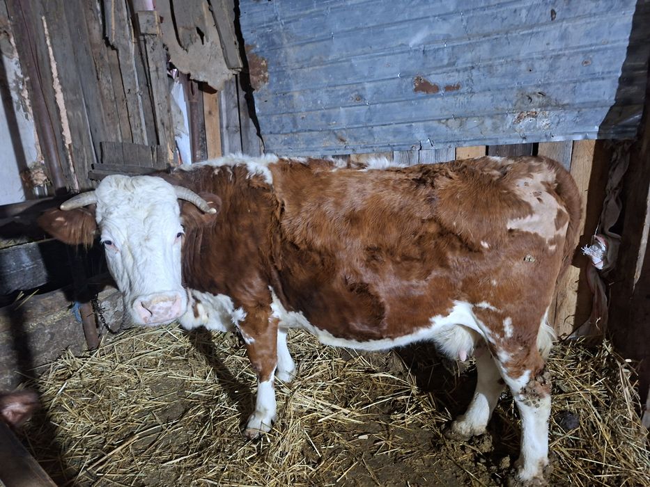 Vand vaci si juninci