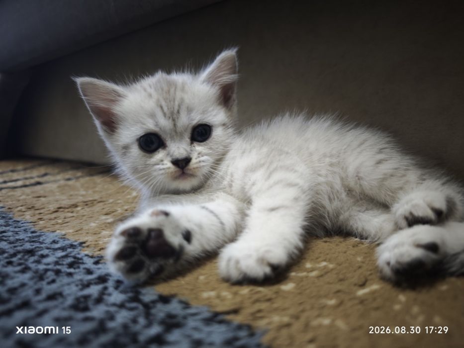 Котята скоттиш страйт и скоттиш фолдд