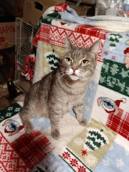 Котик ищет хозяев