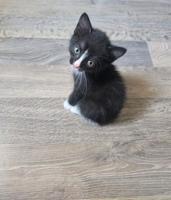 Котята отдам даром