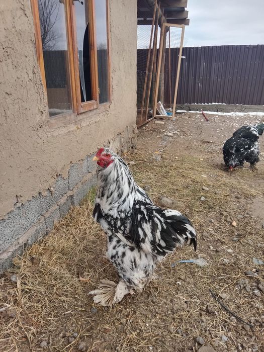 Жаксы таза брама