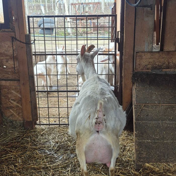 Iezi rasa Sannen de vânzare