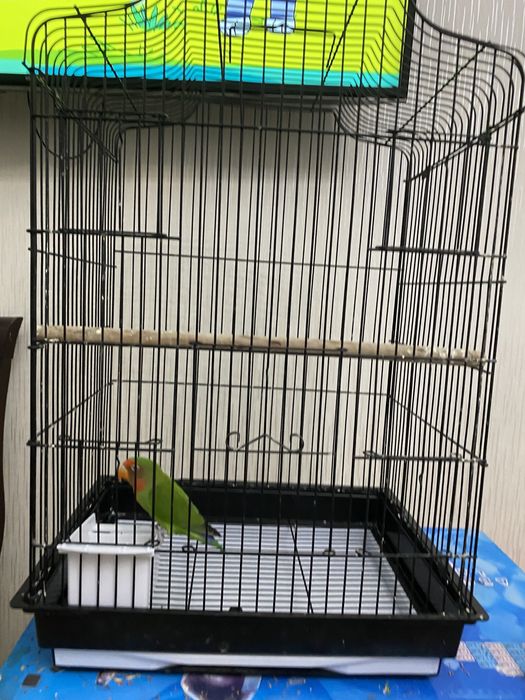 Продам попугая неразлучника вместе с клеткой