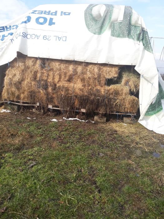 Baloti lucerna a 2 coasa