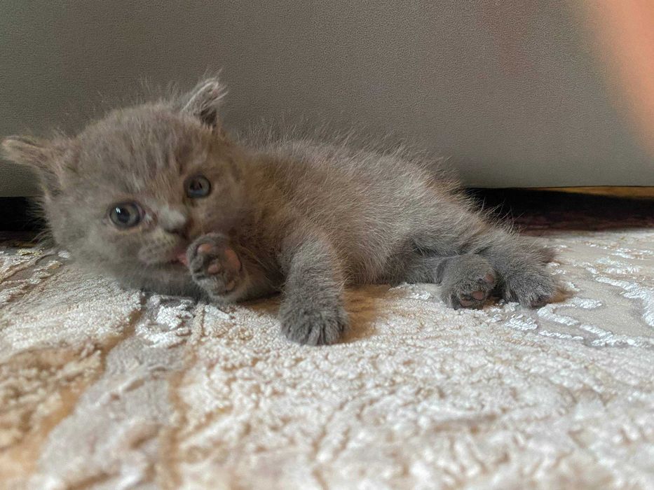 Skoch Fold mushukcha sotiladi!