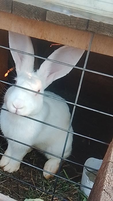 Vând iepuri o pereche de alb pannon de 5 luni și un iepuroi de hicole francez