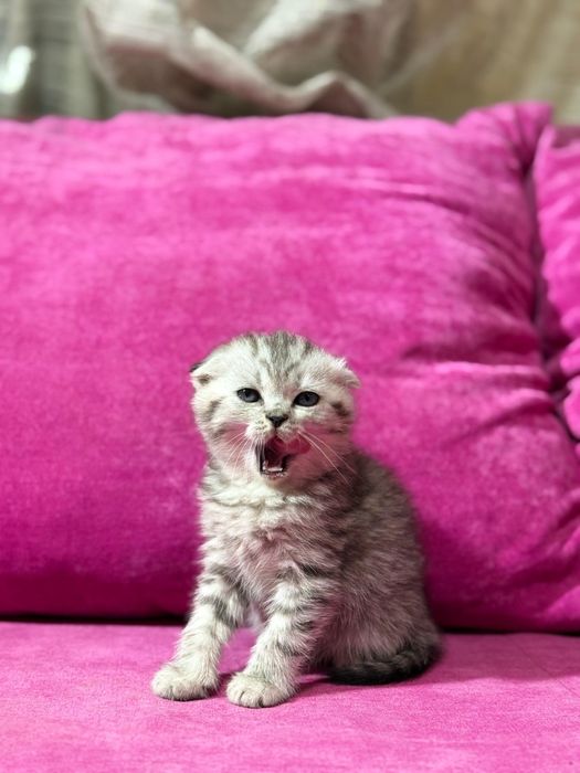 Продам котят британцев