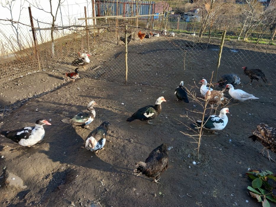 Pentru cine doreste.