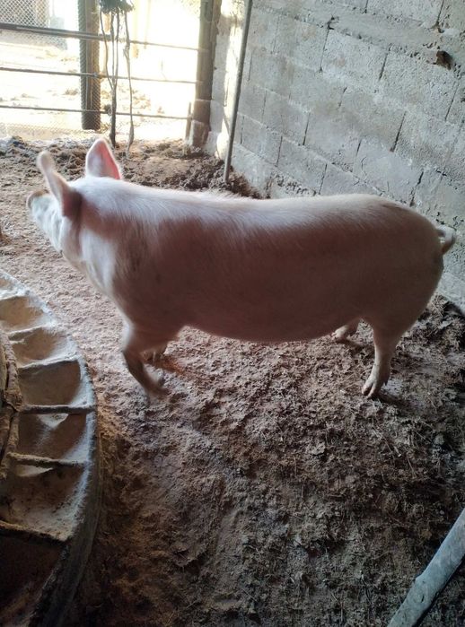 Продавам угоено прасе