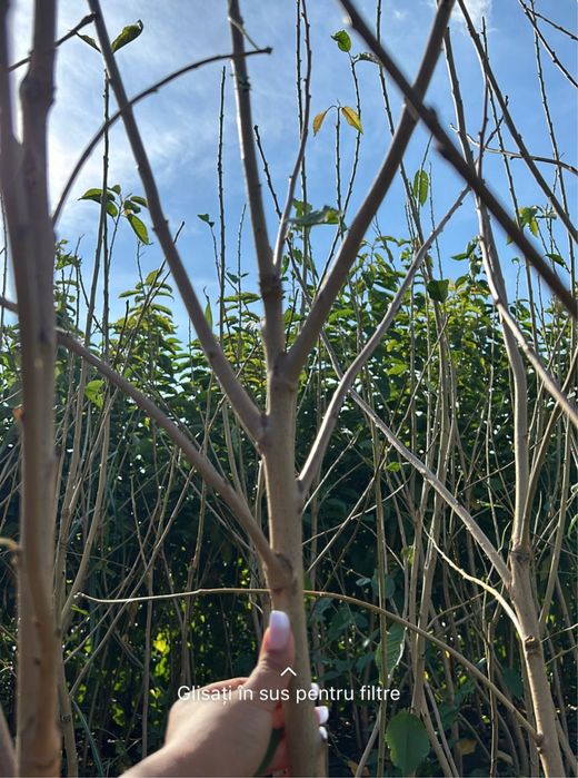 Pomi fructiferi clasici - OFERTA 10+1 GRATIS