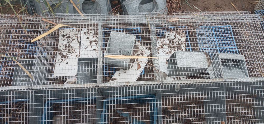 Quyon qora sotiladi qoyan qora