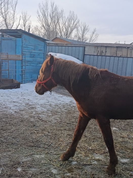 *ПРОДАЕТСЯ ЖЕРЕБЕЦ, 3 ГОДА рослый мощный