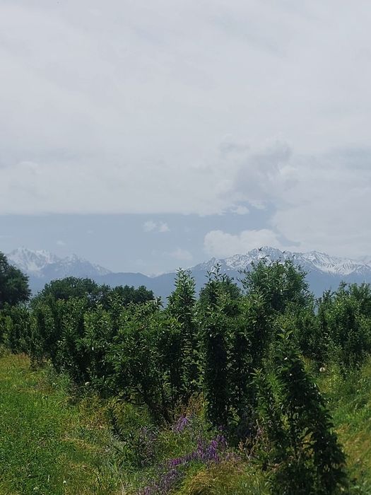 Сад продам 5 гектаров ниже Бака