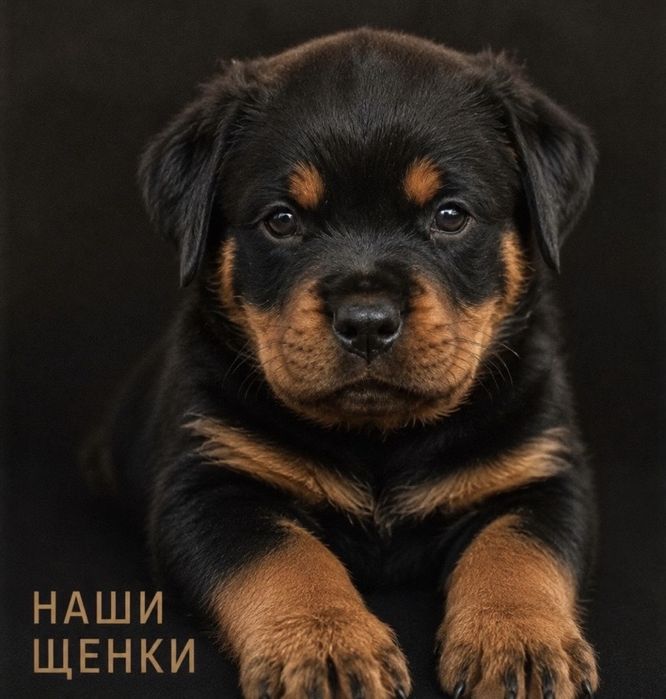 Щегки ратверела