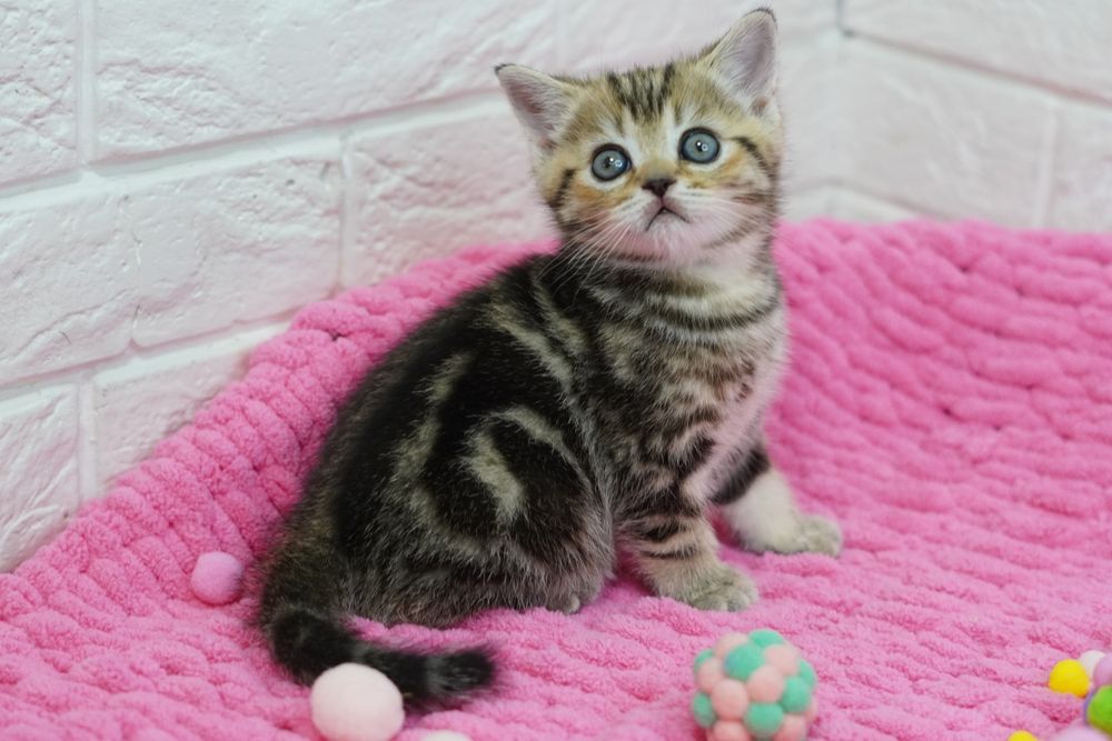 Шотландские Хвостики