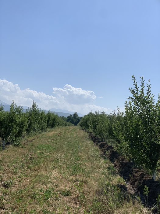 Сад яблоки  1.5Га