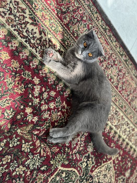 Мушук Скоттиш фолд