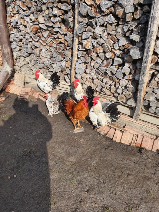 Găini/cocoși chabo