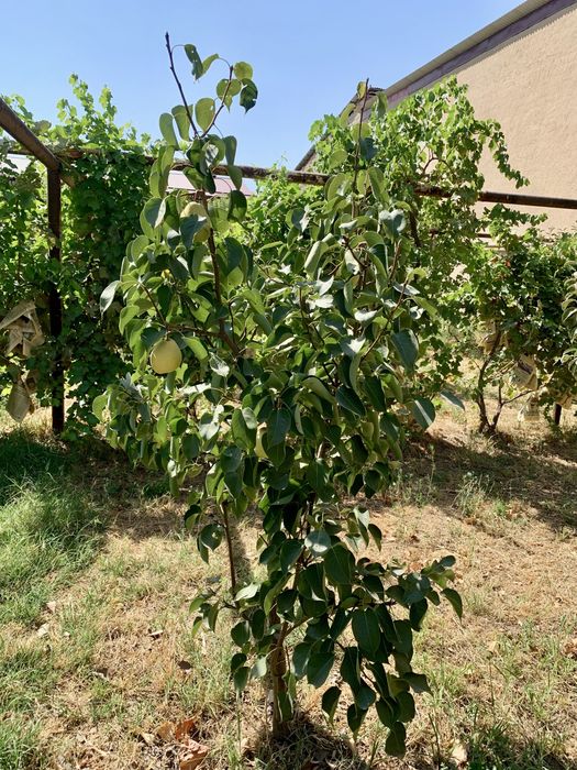 Земельный участок на локаторе