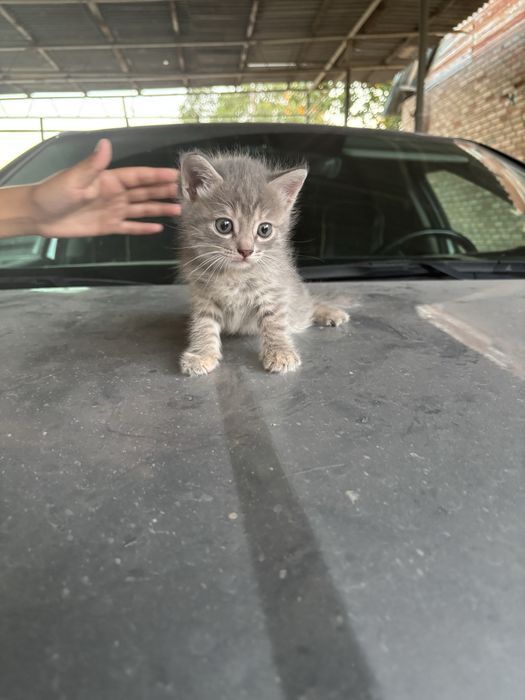 Котята двое мальчики