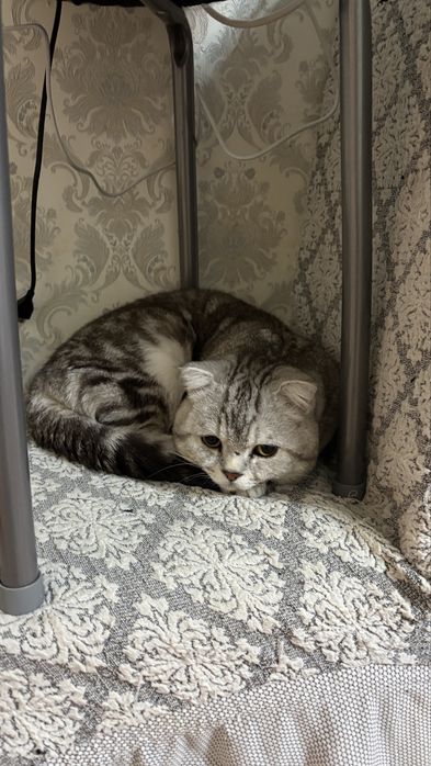 Котенок вислоухи