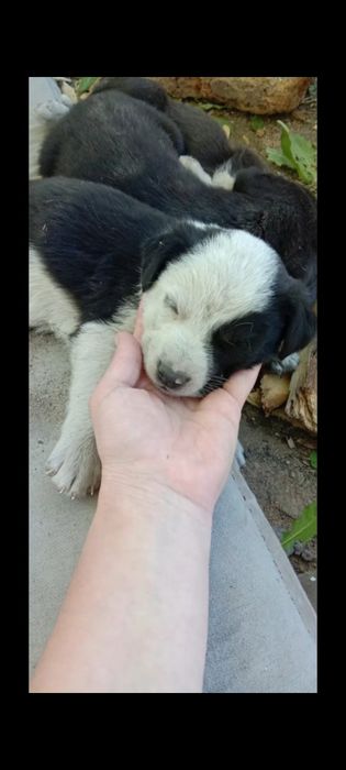 Щеночки в подарок