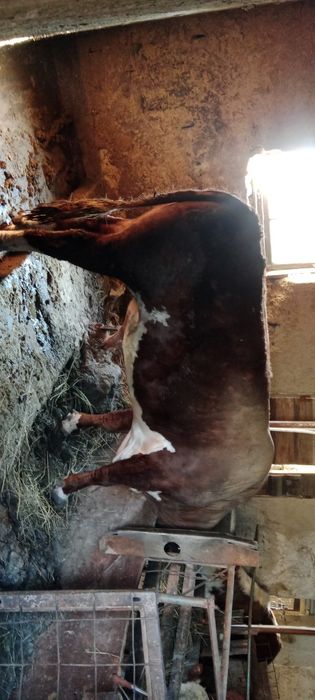 Продажа откорм быки