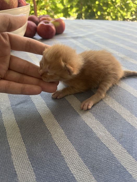 Отдаем котят в добрые руки , бесплатно