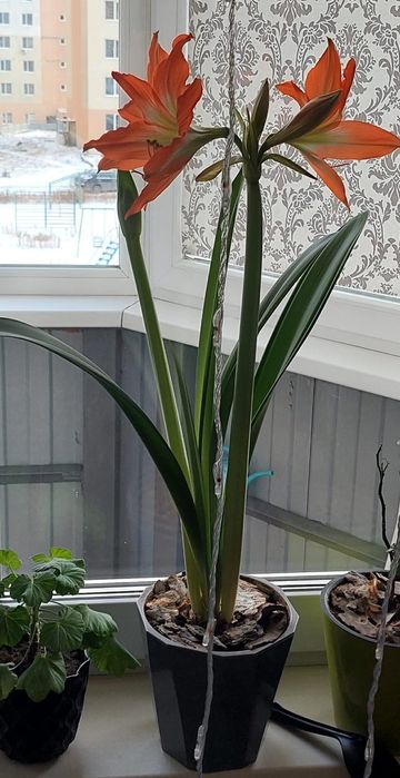 Домашний цветок гиппеаструм