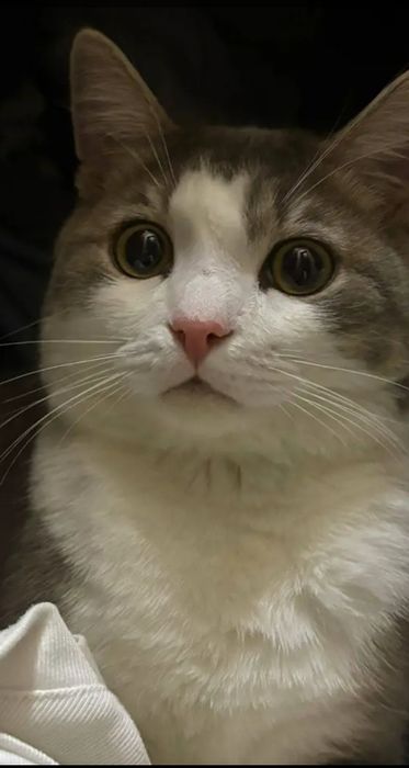 Отдам хорошие руки кота