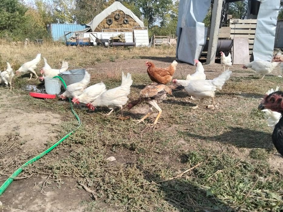 Продам Курь молодые, белые