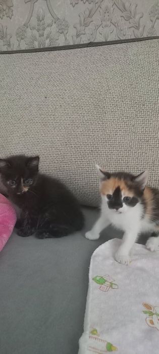 Котята красивые умные