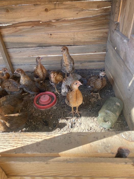 Кученский балапандар