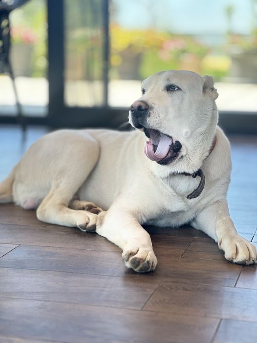 Украден член семьи!